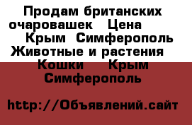 Продам британских очаровашек › Цена ­ 5 000 - Крым, Симферополь Животные и растения » Кошки   . Крым,Симферополь